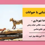 پیکاسو
